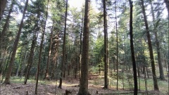 Jaworze-Zagnańsk-11
